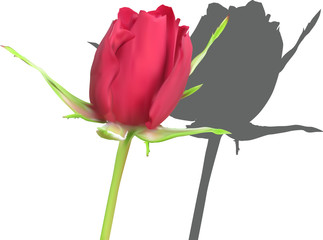 single red rose bud with dark shadow on white