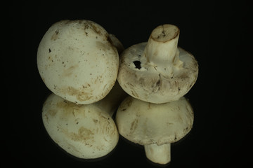 Mushrooms champignons on a black mirror surface isolated on black background.