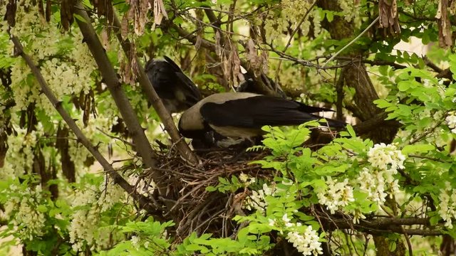 Close-up of a gray female crow Corvus cornix and young fledged spring chicks in a nest on an acacia tree Robinia pseudoacacia in spring in the foothills of the North Caucasus
