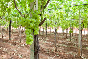 Fototapeta na wymiar Bunches of White Grapes in the Vineyard