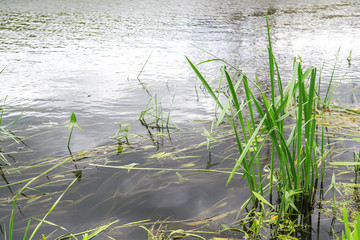 River water background with green plants, nature. Selective focus