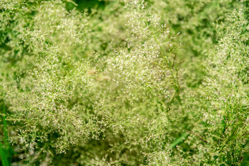 Fresh wild green grass field on blurred bokeh background closeup, ears on meadow soft focus macro