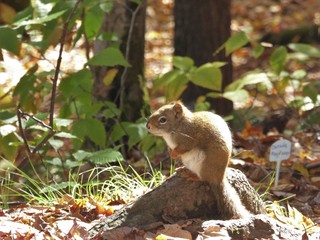 wachsames Eichh&ouml;rnchen