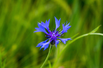 Centaurea cyanus, commonly known as cornflower or bachelor's button