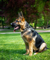 Dog breed German Shepherd. German shepherd on a background of green grass. The dog is four months old