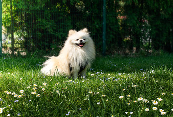 Dog breed Pomeranian Spitz on a background of green grass.