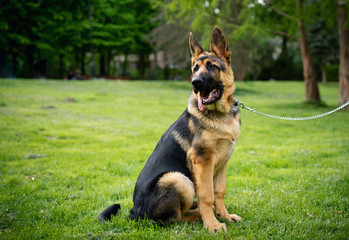 Dog breed German Shepherd. German shepherd on a background of green grass. The dog is four months old