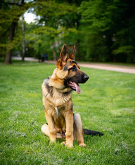 Dog breed German Shepherd. German shepherd on a background of green grass. The dog is four months old