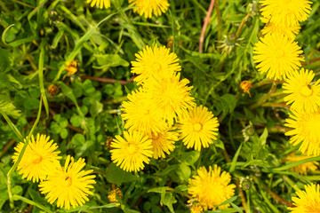 yellow dandelions on white grass. summer background