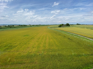 Obraz premium 麦畑