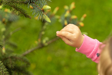 the child touches a sprig of spruce with young shoots