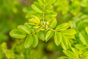 Fototapeta na wymiar young rosehip leaves on a blurry background