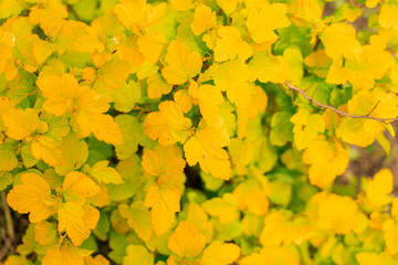 Naklejka na ściany i meble three-layer spirea. background of yellow leaves