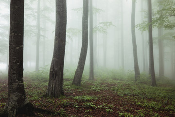 Foggy morning in a green summer forest in Transylvania,Romania.