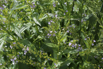 Veronica anagallis-aquatica - Wild plant shot in the spring.