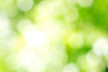 Obraz premium Sunny defocused green nature background, abstract bokeh effect es element for your design.