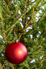 matte red ball on natural christmas tree close-up indoor