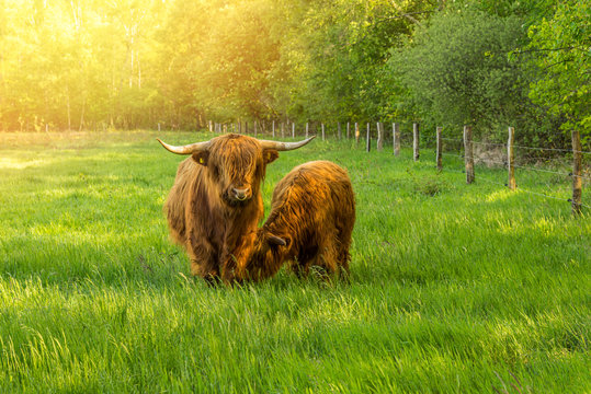 Galloway Rinder auf der Weide in artgerechter Haltung Bio Fleisch