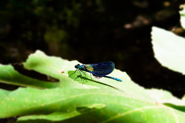 blue dragonfly on a green leaf