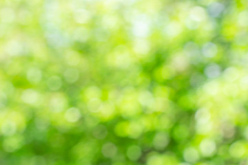 Naklejka na ściany i meble Sunny defocused green nature background, abstract bokeh effect es element for your design.
