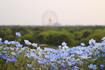 ネモフィラと観覧車