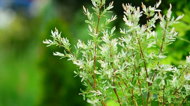 Branches of japanese willow (salix integra, Hakuro Nishiki)