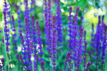 Obraz premium Sage plant lat. Salvia Officinalis . Background made from healing herbs