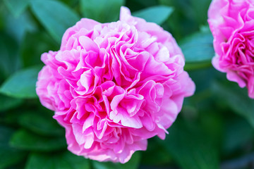Peony flower on blurred green background. Pion. Spring concept. Red flower for background. Blooming Pink Peony Flower On Blurred Natural Green Background
