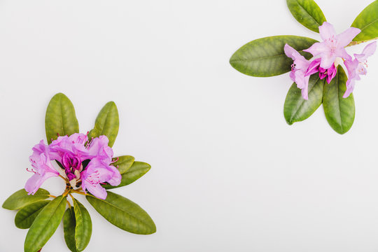 Rhododendron