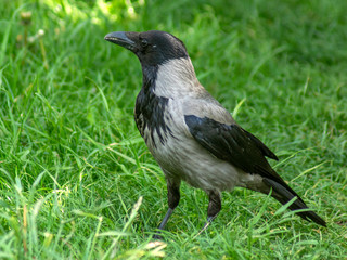 wrona © Henryk Olszewski