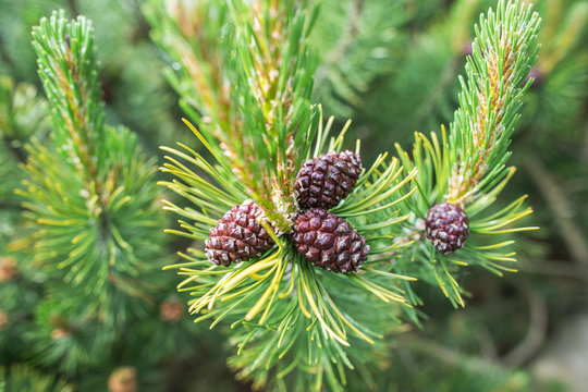 Green pine tree and pine cones