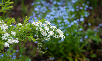 Summer pictures with kinds of flowers and leaves of different colors.