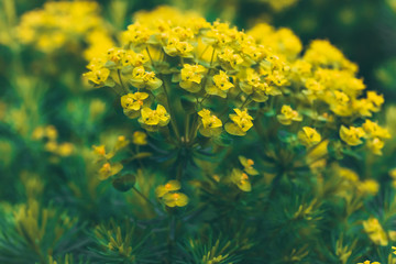 Green field of yellow wildflowers, floral wallpaper, springtime, nature background.