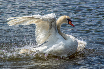 łabędź © Henryk Olszewski