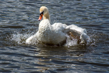 łabędź © Henryk Olszewski