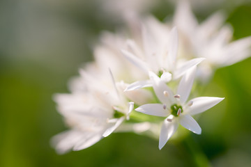 Fleurs blanches dans la nature