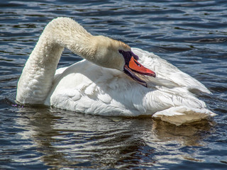 łabędź © Henryk Olszewski