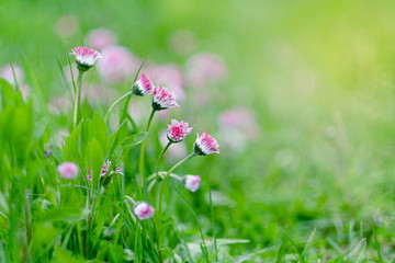 Fototapeta premium beautiful small flowers with white pink inflorescences