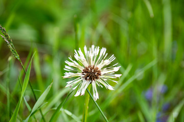 white dandelion on a green lawn in summer