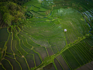 Rice terrace field located in Pamotan, Malang / Indonesia
