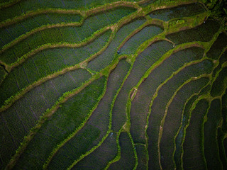 Rice terrace field located in Pamotan, Malang / Indonesia