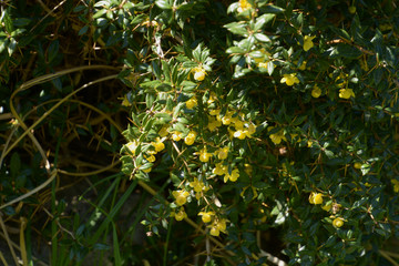 thorny branches of berberis frikartii with bright yellow flowers
