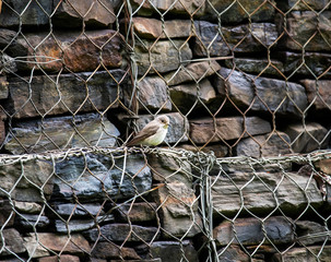 bright forest bird sings on a branch in the forest near the river
