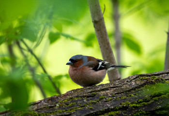 bright forest bird sings on a branch in the forest near the river