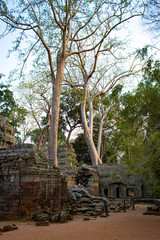 Fototapeta na wymiar A beautiful view of Ta Phrom temple at Siem Reap, Cambodia.