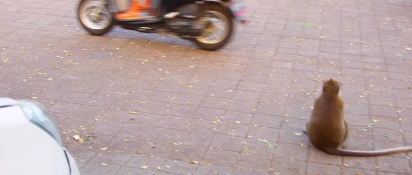Macaca fascicularis walk on the streen some bikes behind and camera looks from one to another