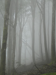 Opadająca tajemnicza mgła w lesie w górach w regionie Navarra w Hiszpanii. © bARTkow