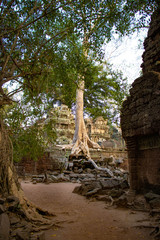 A beautiful view of Ta Phrom Temple at Siem Reap, Cambodia.