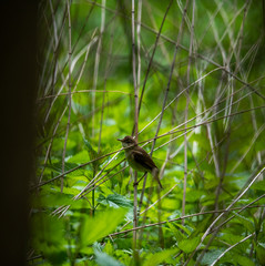 bright forest bird sings on a branch in the forest near the river
