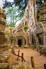 Fototapeta premium A beautiful view of Ta Phrom Temple at Siem Reap, Cambodia.